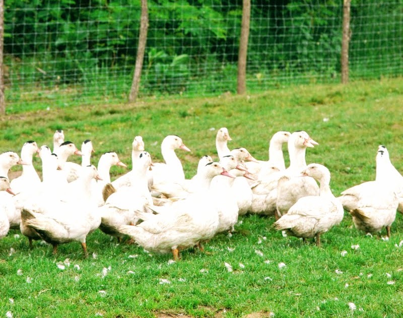 Elevage de canards à foie gras du Sud-Ouest